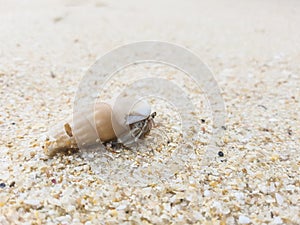 The journey of Hermit Crab.