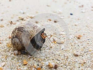 The journey of Hermit Crab.