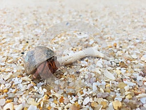 The journey of Hermit Crab.