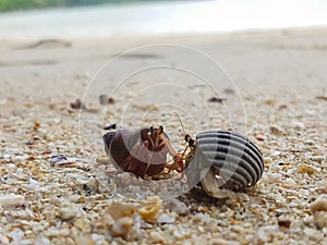 The journey of Hermit Crab.