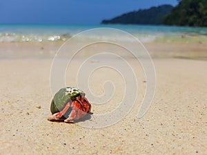 The journey of Hermit Crab.