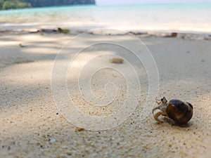 The journey of Hermit Crab.