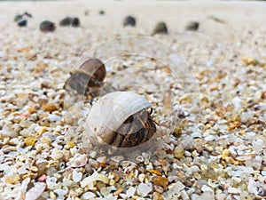 The journey of Hermit Crab.