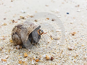 The journey of Hermit Crab.