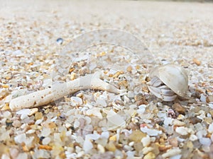 The journey of Hermit Crab.