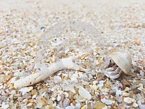 The journey of Hermit Crab.