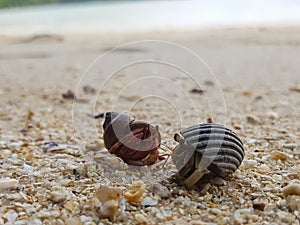 The journey of Hermit Crab.