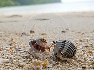 The journey of Hermit Crab.