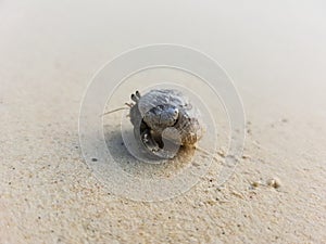 The journey of Hermit Crab.