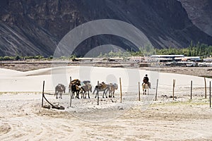 Journey in Himalayas