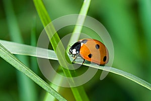 Journey of lonely ladybird