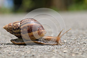 The journey of snail in the nature background.