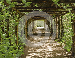 Journey of the Soul . Beautiful tunnel made of trees