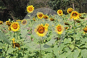 The Journey Sun Flowers