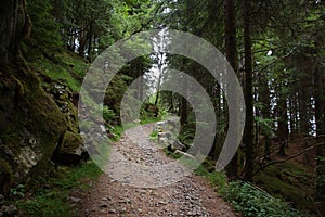 Journey to Norway, forest path for hiking in a clean place, going uphill