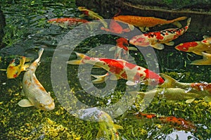 Jovial colored carps swim in the pond