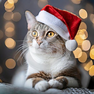Jovial Fluffy Whiskers: Selkirk Rex Cat Embraces the Festive Spirit in Santa's Cozy Style