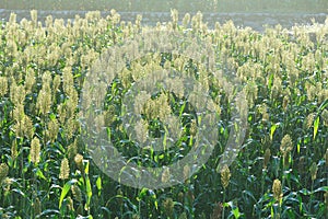 Jowar grain sorghum crop