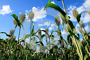 Jowar grain sorghum crop farm