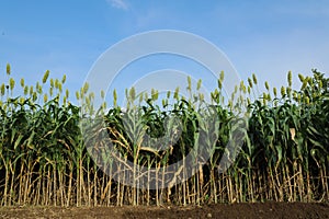 jowar grain or sorghum crop farm over blue sky background