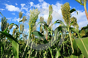 Jowar grain sorghum growing