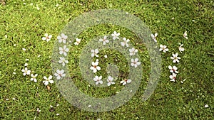 Joy word made out of almond tree flowers in spring in Spain