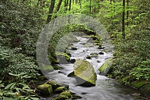 Joyce Kilmer Forest Stream