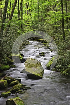 Joyce Kilmer Forest Stream