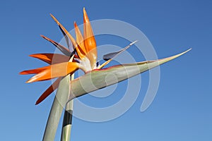 Single Bird of Paradise Flower Against a Blue Sky photo