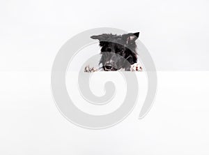 Joyful Border Collie dog looking aside, imaging something with a white banner or a poster in front of him, isolated. Card template