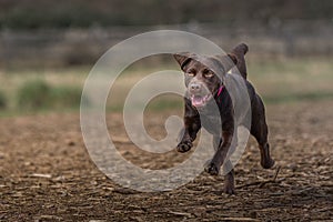 Joyful brown Labrador Retriever running joyously through a lush meadow photo