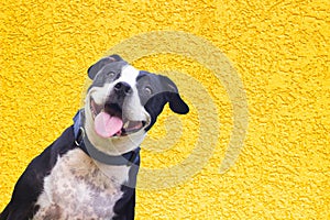 Joyful Canine on a Yellow Background peeking