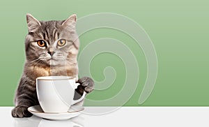 Joyful cat with a cup of coffee
