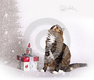 Joyful Cat Looking for Santa