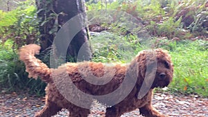 Joyful Cavapoo dog playing on a country trail off-leash