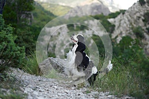 Joyful Cocker Spaniel leaps in a lush forest setting. The dog playful jump