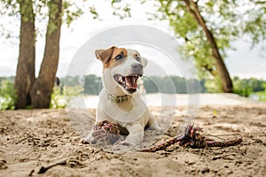 Joyful and cute Jack Russell Terrier puppy playing with a rope on the beach