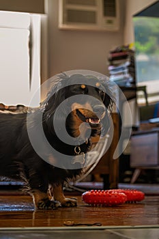 Joyful Dachshund with Red Toy