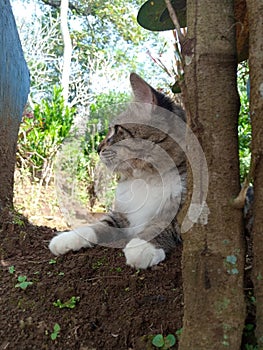 The Joyful Dance of a Cat in Nature\'s Embrace