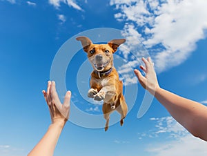 Joyful Dog Leaping Towards Human Hands Against Blue Sky