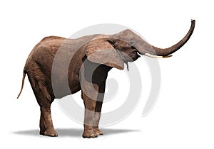 Joyful Elephant on White