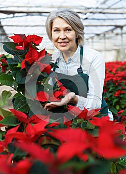 Joyful female florist with poinsettia