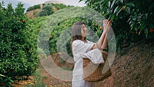 Joyful lady working harvest green citrus plantation. Farmer collecting oranges