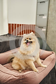 joyful and loveable pomeranian spitz sitting photo