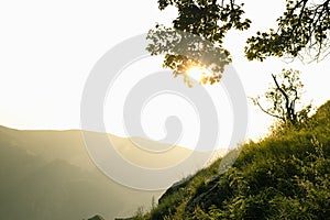 Joyful mountain landscape - lush green grass slope, branch of tree in golden yellow sunlight, sunbeams, silhouette