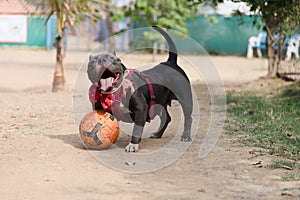 A joyful pit bull chases after a bright soccer ball