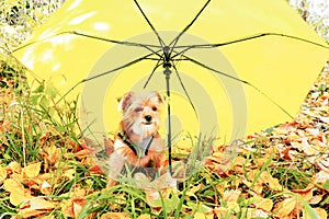 joyful red fluffy puppy under a bright yellow umbrella on yellow-green leaves and grass.