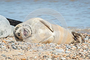 Joyful seal on a beach