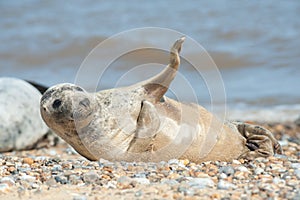 Joyful seal on a beach