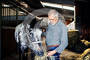 A senior man feeding a horse hay in a stable.